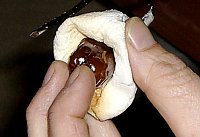Date-Mallow