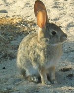 Red Rock Canyon State Park bunny